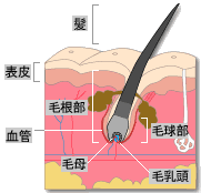 なぜ白髪に