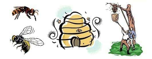 蜂の巣は生活に支障がある場合に駆除して下さい。