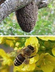 ミツバチの駆除は殺虫剤では行なえません。