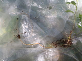 根から茎の出たセイダカアワダチ草