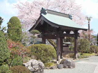 満開の山門の桜
