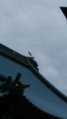 屋根の上の青サギの写真