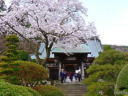 甘露寺の景観を彩る樹木と四季折々の花