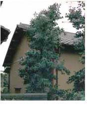 �ĒÂ̏Z��O��