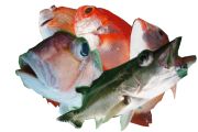 直正丸の浅場根魚五目釣り
