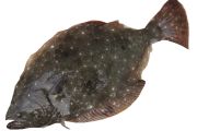 直正丸のヒラメ釣り