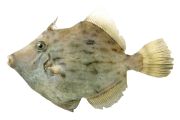 直正丸のカワハギ釣り