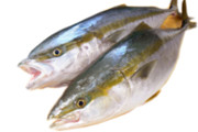 直正丸のワラサ釣り