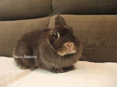 wumper rabbit  うさぎ LoveRabbit (@loverabbit1118) · Nakano-ku, Tokyo