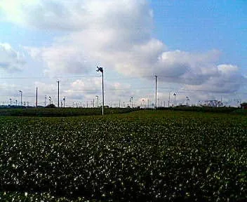 静岡県牧之原大茶園