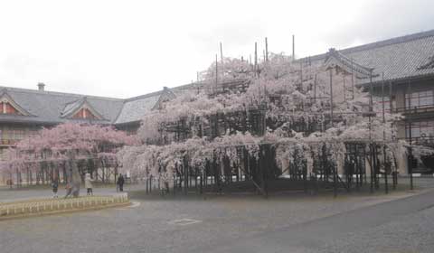 おやさとやかた前の枝垂れ桜